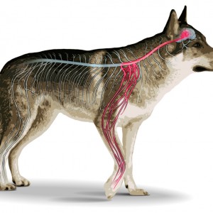 Indagine italiana sul dolore viscerale del cane