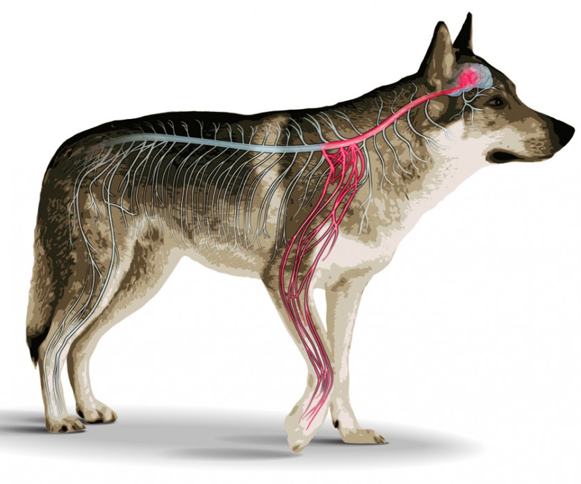 Indagine italiana sul dolore viscerale del cane