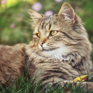 Artrosi? Nel gatto più frequente di quanto pensiamo