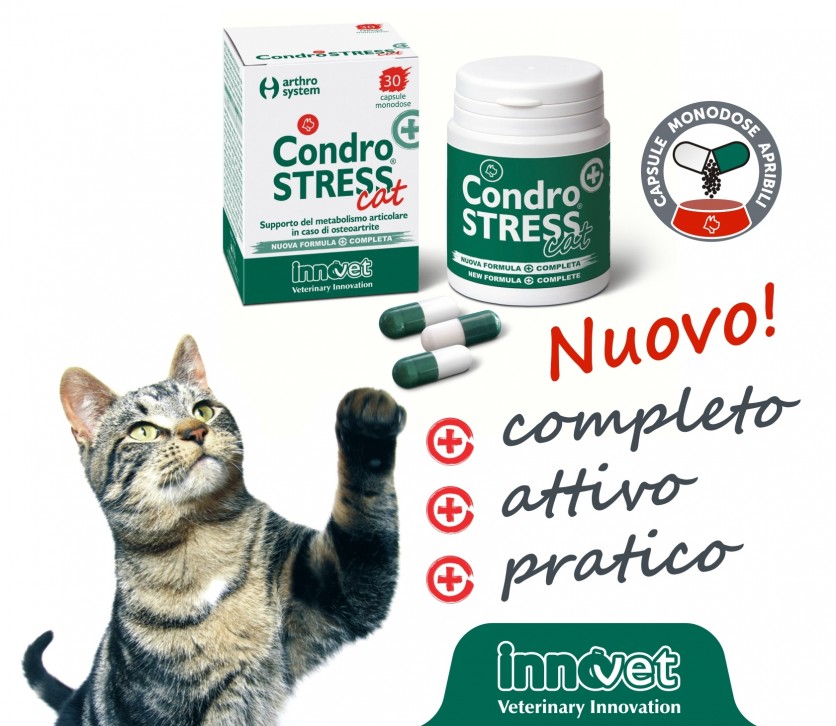 Un Condrostress® (+) solo per gatti