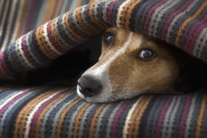 Cane che dorme sotto le coperte