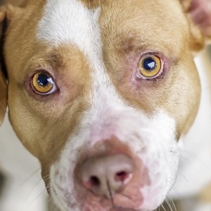Lo dice anche la Scienza, i cani son come figli