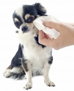 chihuahua a cui vengono puliti gli occhi