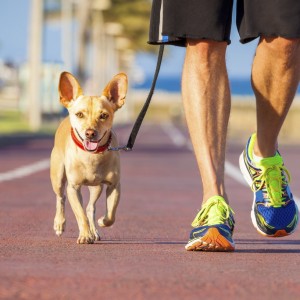 A spasso con il cane? Ancora in pochi lo fanno
