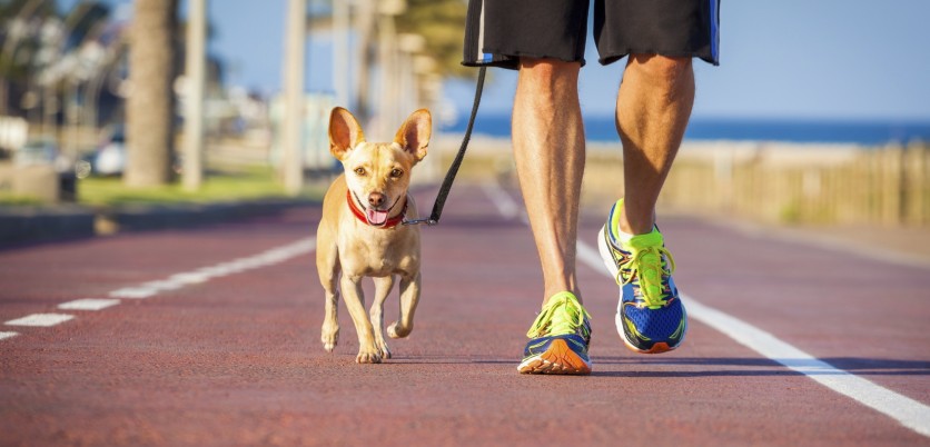 A spasso con il cane? Ancora in pochi lo fanno