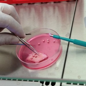 Skin Organ Culture al congresso di anatomia veterinaria