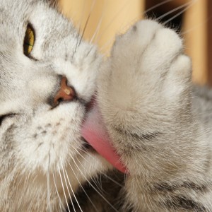 Anche i gatti meritano di non soffrire