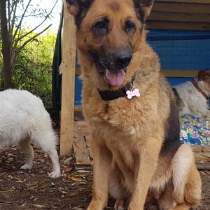 Cani terminali, c’è chi pensa anche a loro!