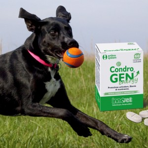 Condrogen®: i perché di una formula “Energy”?