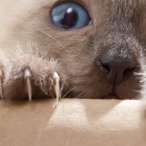 Come prevenire i danni da graffio di gatto