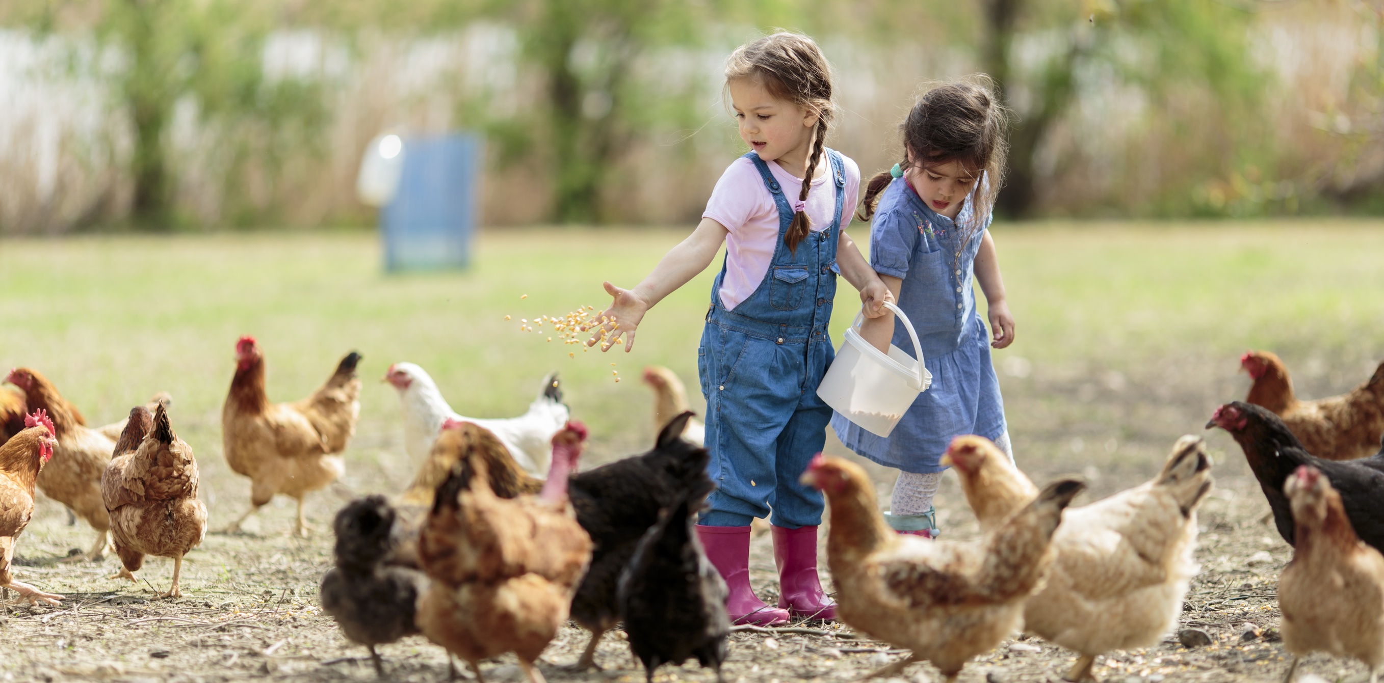 Дети кормят цыплят. Дети ухаживают за животными. Цыплята-ребята. Ребенок ухаживает за питомцем.