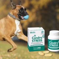 Condrostress® (+): più efficace per l’artrosi?