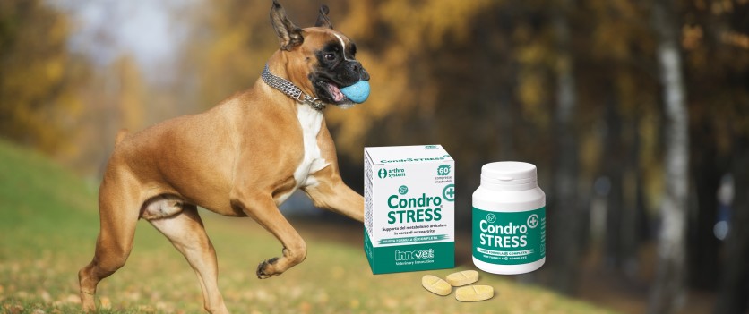 Condrostress® (+): più efficace per l’artrosi?