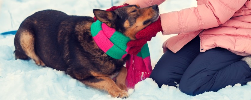 Il freddo è il peggior nemico delle articolazioni del cane