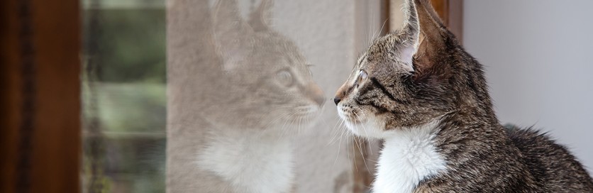 La vita del gatto dentro e fuori casa