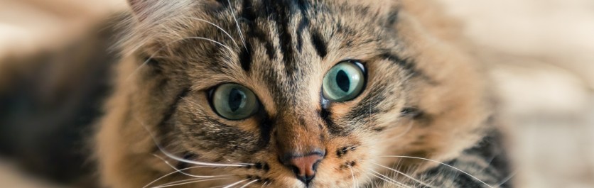 I mastociti nella congiuntivite allergica del gatto