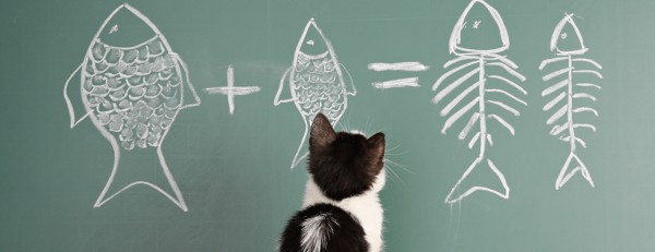 La memoria intelligente del gatto