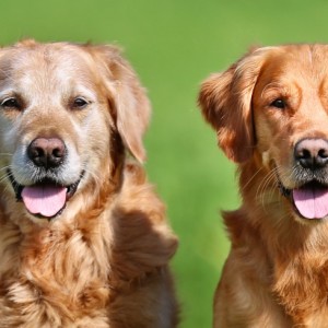 Femmine più longeve dei maschi, anche nei cani.