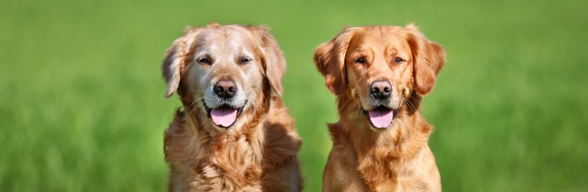 Femmine più longeve dei maschi, anche nei cani.