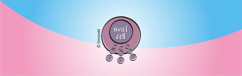 Mastocita: una cellula importante nella stomatite