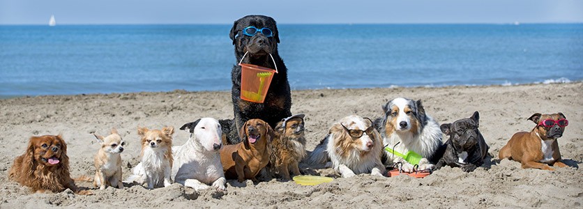 Spiagge dog-friendly per un’estate a quattro zampe