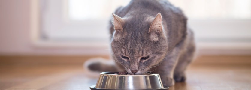 Gatti adulti? Attenti al fosforo