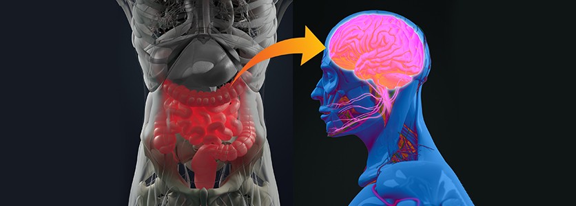 Gli antibiotici alterano l’asse intestino-cervello