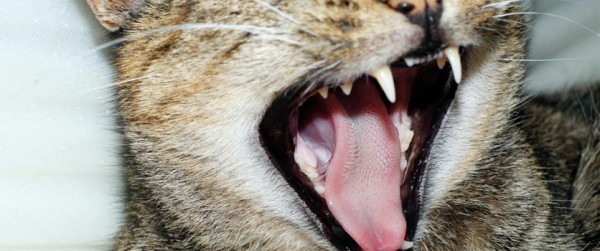 La stomatite felina dalla A alla Z