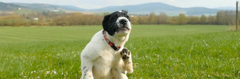 La PEA tra le opzioni anti-prurito approvate nel cane