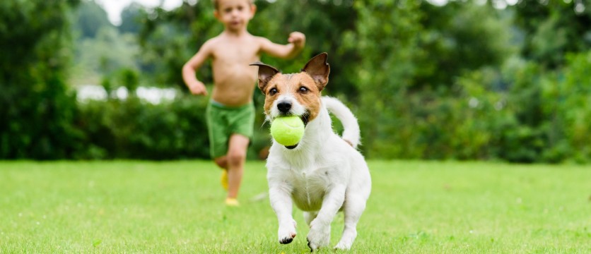 Cani e gatti: membri della famiglia italiana