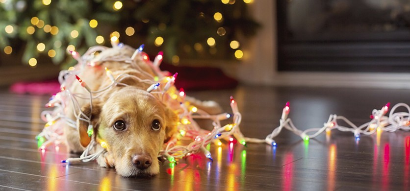 Un Natale sicuro per cani e gatti