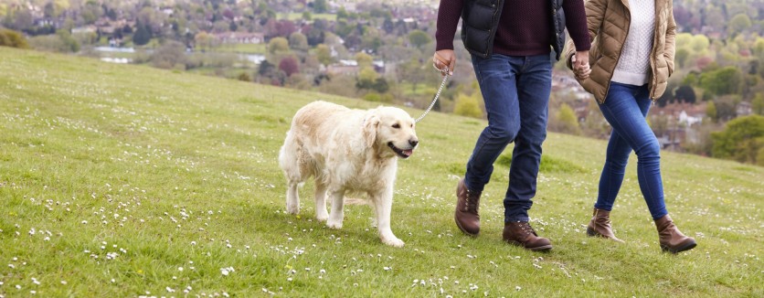 Trattamento del dolore da artrosi del cane, un nuovo studio