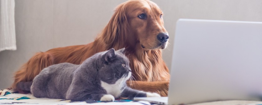 Cani più intelligenti dei gatti