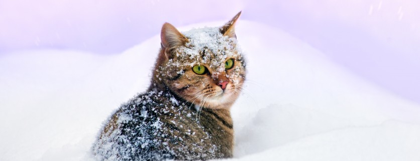 I pericoli dell’inverno per cani e gatti