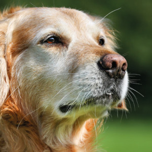 La sindrome da fragilità del cane anziano