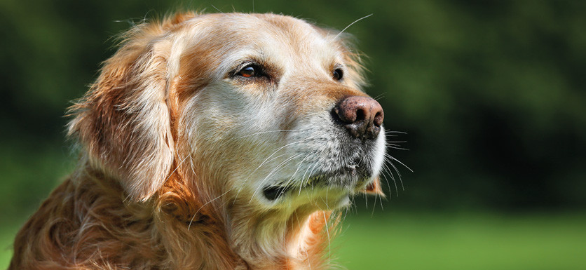 La sindrome da fragilità del cane anziano