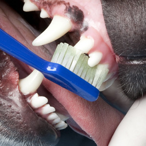 Nuove linee guida WSAVA per le cure odontoiatriche