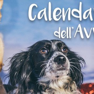 Calendario dell’Avvento Innovet: vince la solidarietà