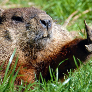 Fermiamo la strage delle marmotte