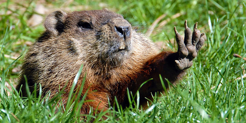 Fermiamo la strage delle marmotte