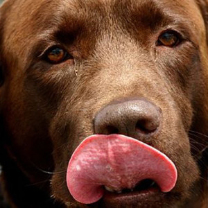 Niente uova di cioccolato per Fido!