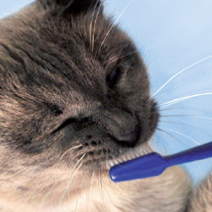 Parte dall’igiene orale la salute dei reni del gatto