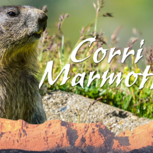 Prima assoluta di “Corri marmotta”