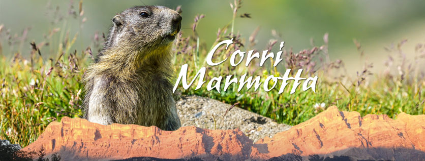 Prima assoluta di “Corri marmotta”