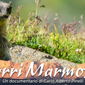 Un documentario per salvare la vita a 2000 marmotte