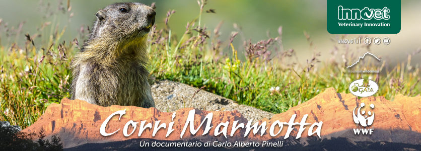 Un documentario per salvare la vita a 2000 marmotte