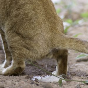 Scoperta la causa della cistite nel gatto