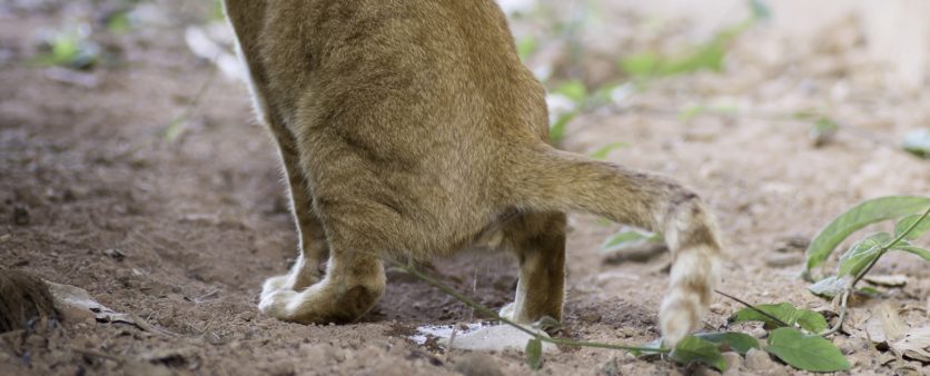 Scoperta la causa della cistite nel gatto