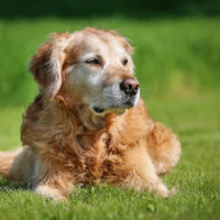 Artrosi del cane, una soluzione vincente