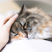 Reni: i punti deboli del gatto